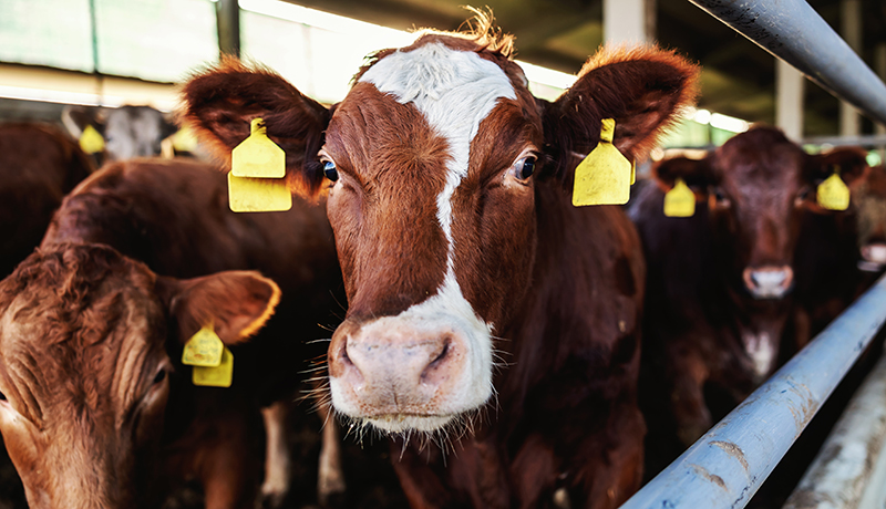 Rubbermats Beef Cattle Alleyway
