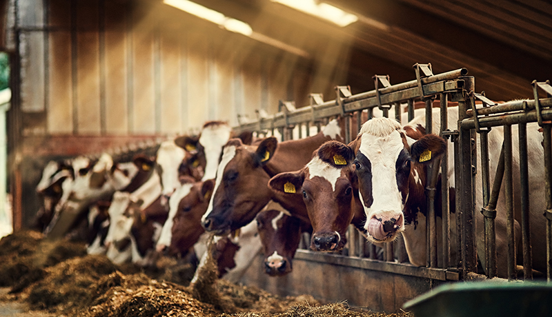 Rubbermats Beef Cattle Stable Mats
