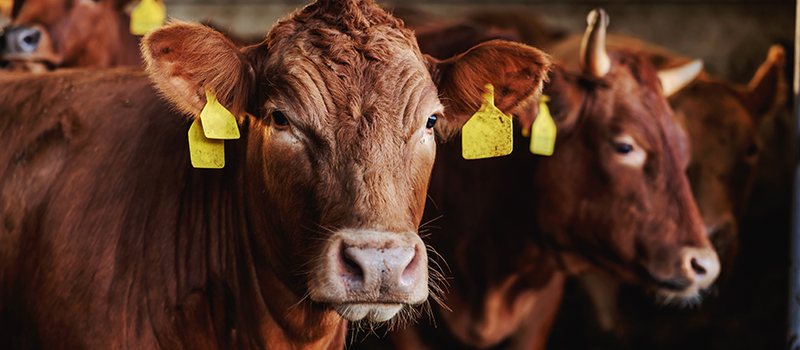 Rubbermats Beef Cattle