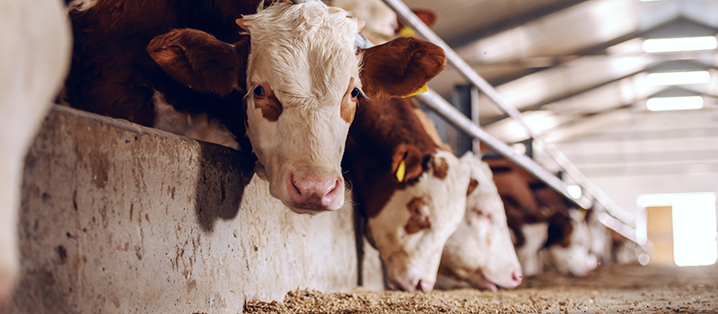 Rubbermats Dairy Mat