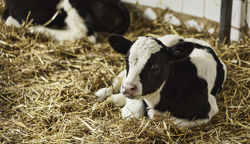 Rubbermats Dairy Breeding Area