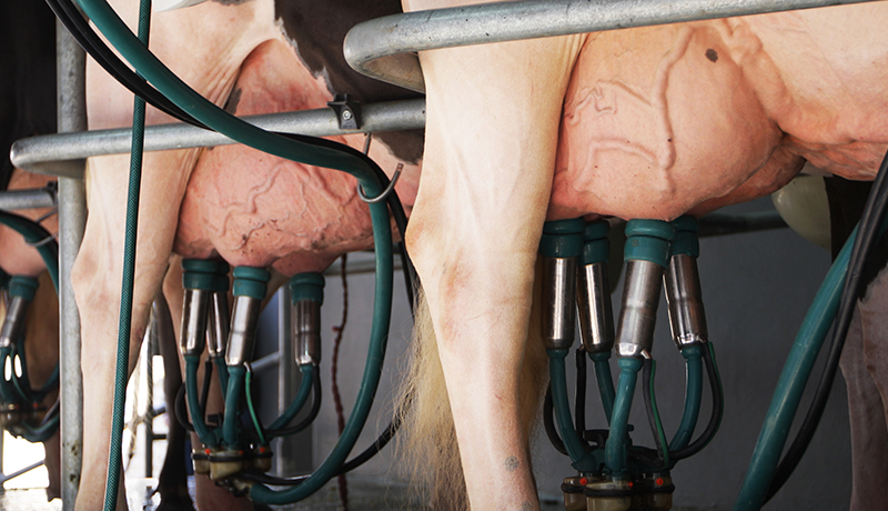 Rubbermats Dairy Milking Area