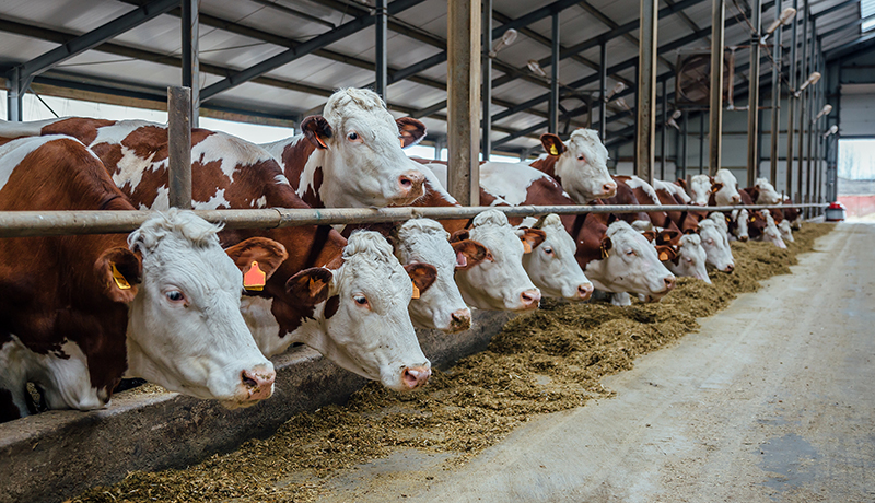 Rubbermats Dairy Stable Mats