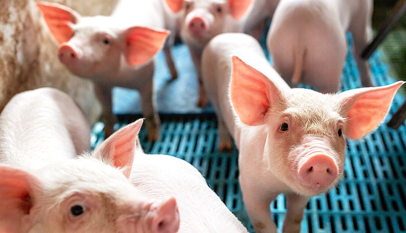 Rubbermats Pig Alleyway Mats