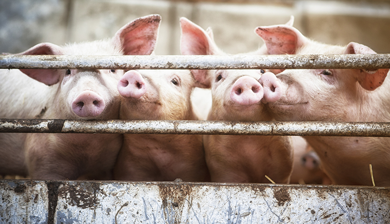 Rubbermats Pig Stable Mats