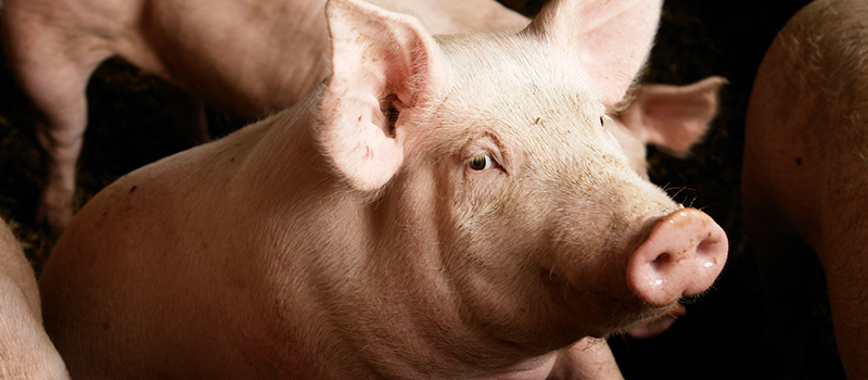Rubbermats Hogs Pigs
