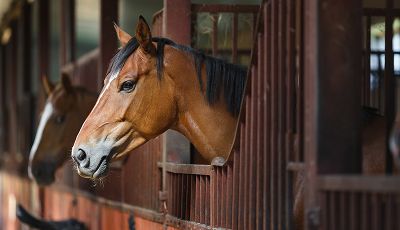 Rubbermats Horse Stable Mats