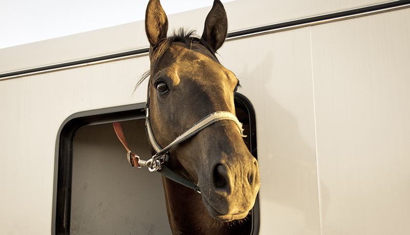 Rubbermats Horse Trailer Mats