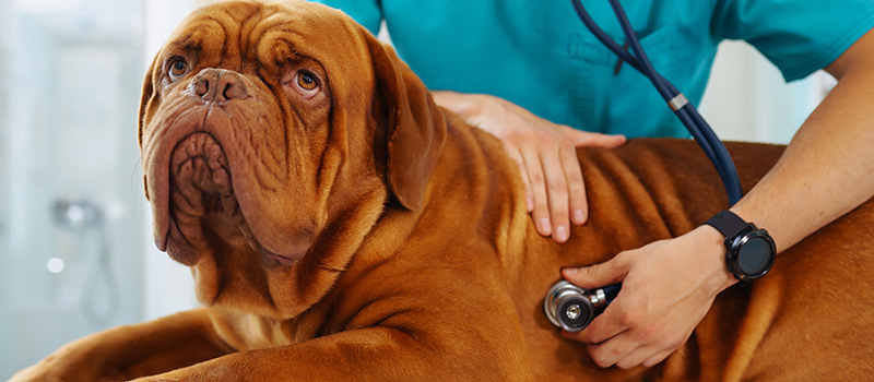 Rubbermats Veterinary