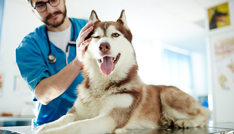 Rubbermats Veterinary Workplace Mats